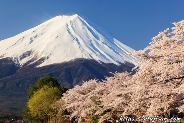 長崎公園からの桜と富士山