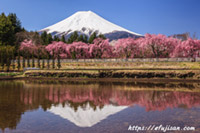富士吉田市内の桜と富士山