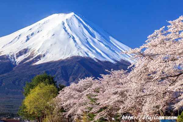 定番河口湖からの桜と富士山｜湖畔の桜が満開