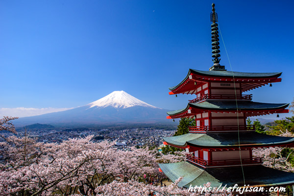 富士吉田浅間神社の桜と富士山｜五重の塔と富士山が素晴らしい｜外国人にも人気の今や富士山の観光ポイントナンバーワン