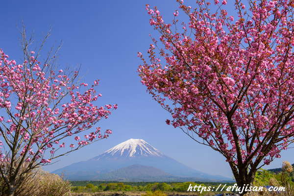 精進湖の桜と富士山はゴールデンウィークの頃が見ごろとなる