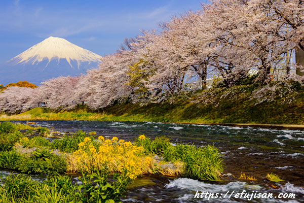 静岡県龍巌淵から見た桜と富士山