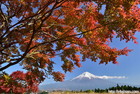 山梨県で撮影したカラマツと富士山