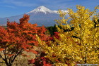 静岡県芝川町で撮影した紅葉と富士山