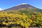 山梨県奥庭で撮影したハイマツと富士山