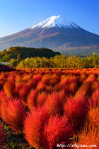 山梨県河口湖で撮影した真っ赤なコキアと富士山