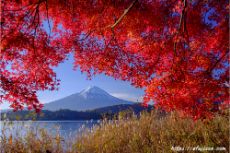 山梨県河口湖で撮影した紅葉と富士山２