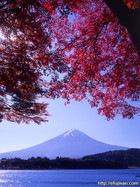 山梨県富士河口湖で撮影した紅葉と富士山
