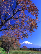 静岡県柚野で撮影した柿木と富士山