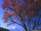 山梨県三つ峠で撮影した紅葉と富士山
