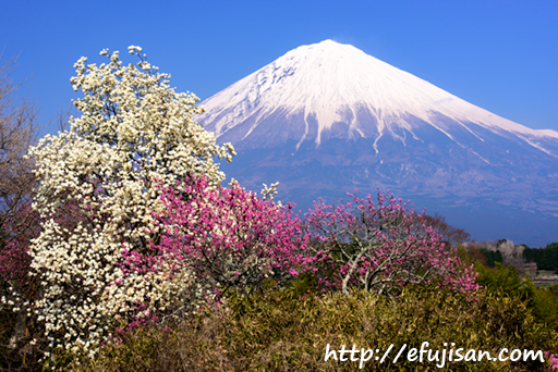 彩の春｜富士山｜モモの花