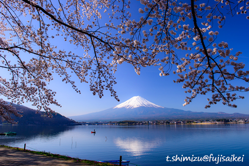 湖畔の春｜桜｜富士山