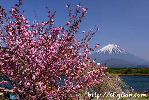 山梨県精進湖で満開に咲いた八重桜と富士山