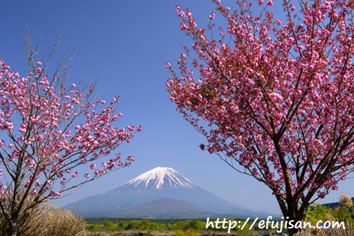 山梨県精進湖で撮影したピンク色の八重桜と富士山が美しい