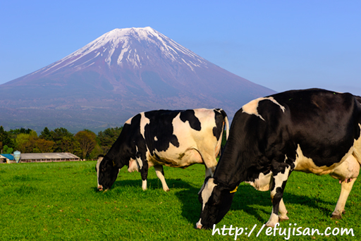 朝霧高原で自由にしている牛と富士山