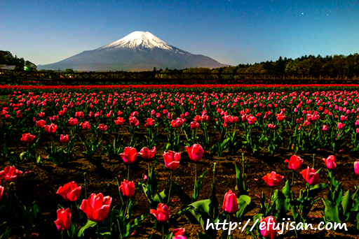 赤いチューリップと富士山が月夜に美しい