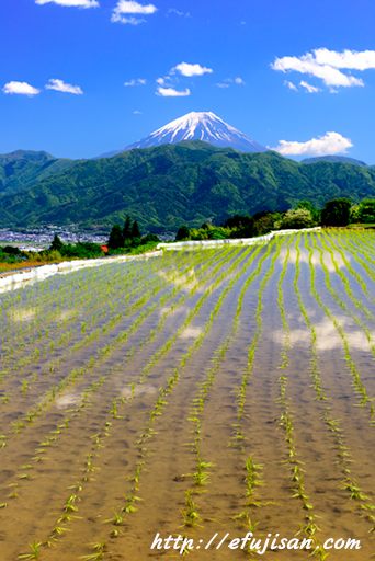稲を植えた田園に逆さ富士が美しい｜富士山がウユニ湖のように美しい