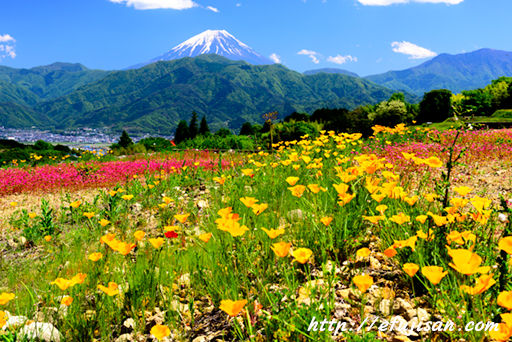 春の香り｜富士山｜棚田