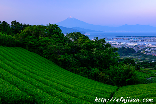 夕刻の日本平｜富士山｜茶畑