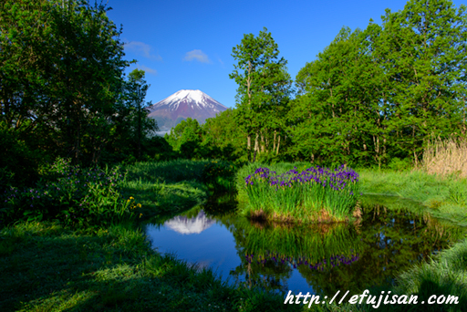 アヤメと富士山