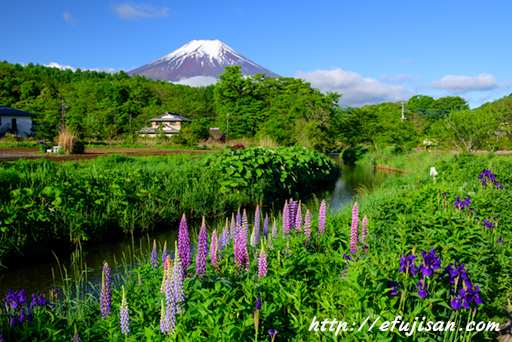 忍野に咲く花｜あやめ｜富士山