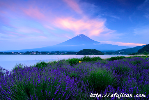 夕暮れのラベンダー畑｜富士山
