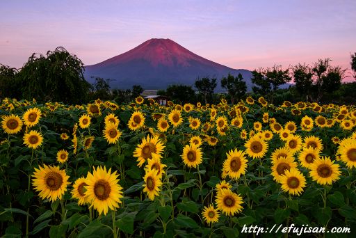 夏の大輪｜ひまわり｜富士山