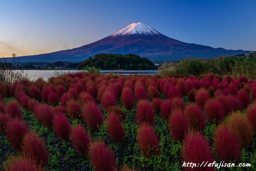 コキア色づく｜河口湖｜富士山