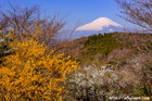 レンギョウ｜春｜富士山写真