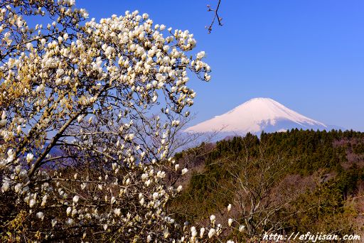 松田山のモクレンと富士山