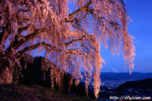 ライトアップされた乙ケ妻の枝垂れ桜と富士山