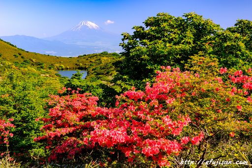 伊豆玄岳のレンゲツツジと富士山