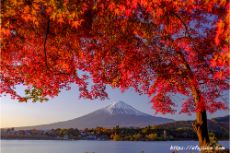 燃える紅葉と富士山２