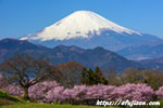 桜と富士山３