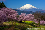 桜と富士山４