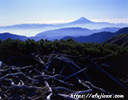 山梨県北岳で撮影したハイマツと富士山