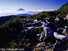 山梨県北岳で撮影したハイマツと富士山