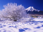 山梨県忍野村にある桂川、霧氷と富士山が美しい