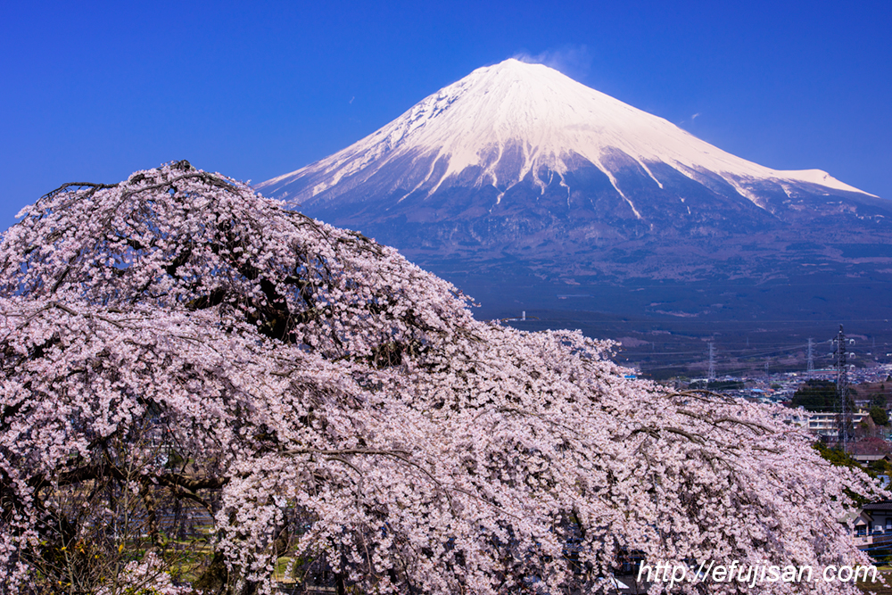 富士宮市先照寺で撮影したインスタ映えする満開のしだれ桜と富士山