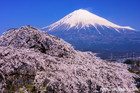 先照寺の枝垂れ桜と富士山｜富士フィルムの近く