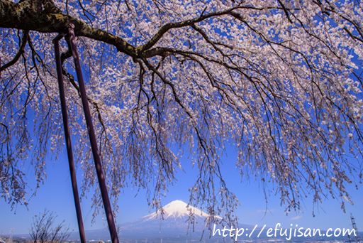 枝垂れ桜と富士山