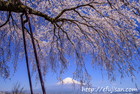 富士宮の枝垂れ桜の撮影のタイミングは午後がお勧め｜先照寺は3月下旬に桜が満開