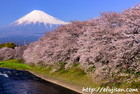 龍巌淵の桜と富士山｜鉄塔が気になるが上手にカット
