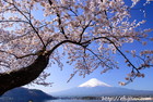 河口湖畔は4月になると桜が満開になります。逆さ富士も素晴らしい撮影ポイント