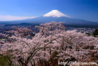 富士吉田市浅間神社の桜と富士山｜五重の塔が美しい