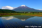 五月の新緑の頃が美しい｜忍野村の田園｜逆さ富士