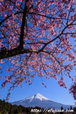 静岡県富士宮市で撮影した桜と富士山が美しい