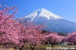 静岡県富士宮市で撮影したピンク色の桜と富士山