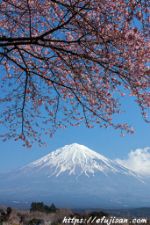 静岡県富士宮市のお寺の境内で撮影した桜と富士山
