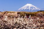 静岡県富士宮市で撮影した白梅と富士山
